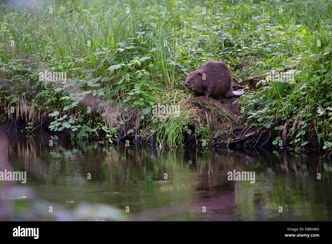 Le castor d'Eurasie, castor européen (Castor fiber), assis sur une rive, Allemagne Banque D'Images