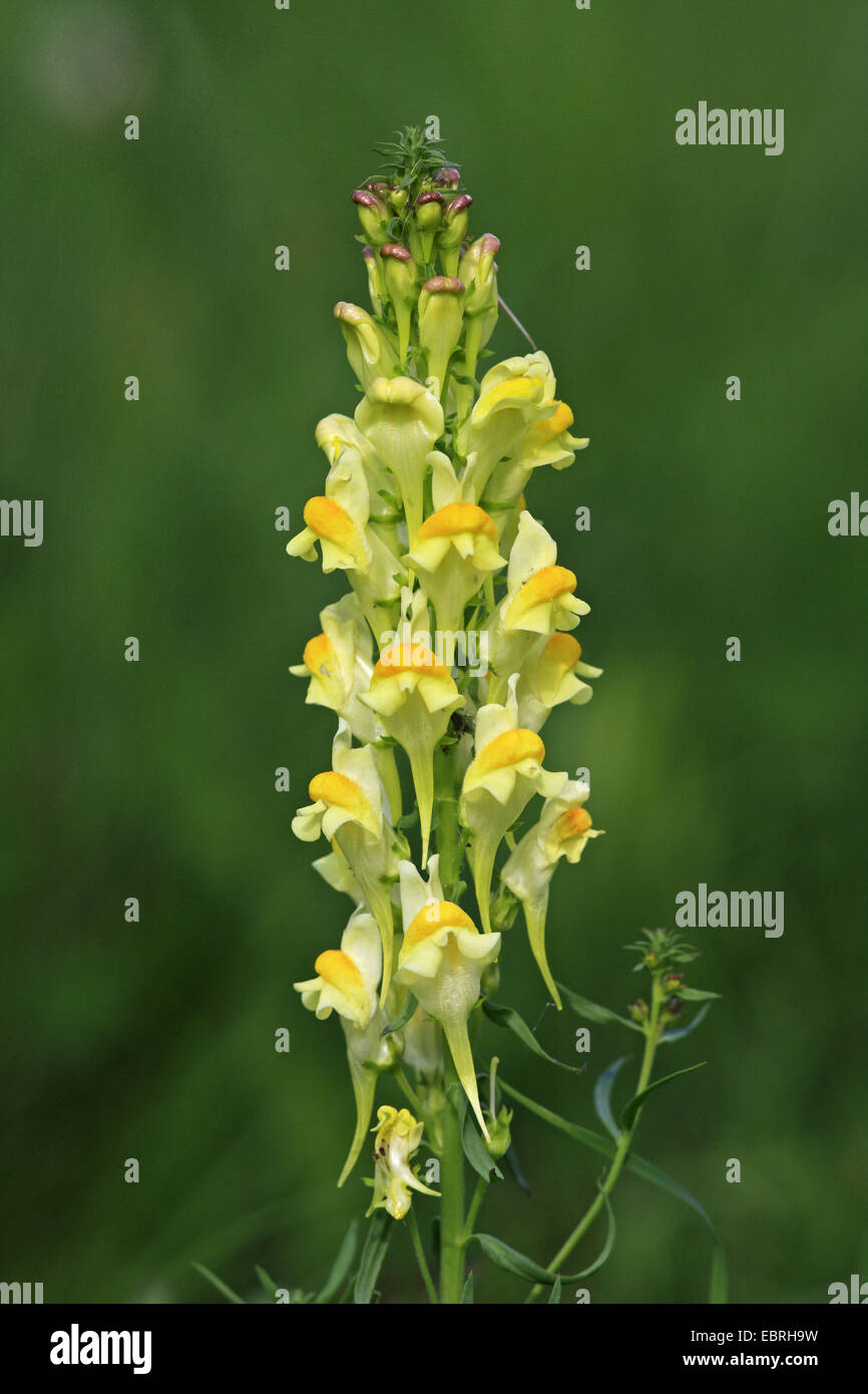 Linaire vulgaire, la linaire jaune, ramsted, le beurre et les oeufs (Linaria vulgaris), l'inflorescence, Allemagne, Bade-Wurtemberg Banque D'Images