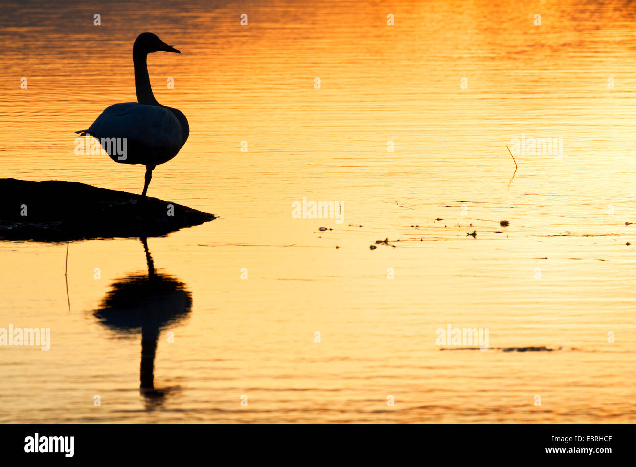 Cygne chanteur (Cygnus cygnus), en appui sur une jambe sur une rive du lac dans la lumière du soir , la Suède, la Laponie, Norrbottens Laen Banque D'Images