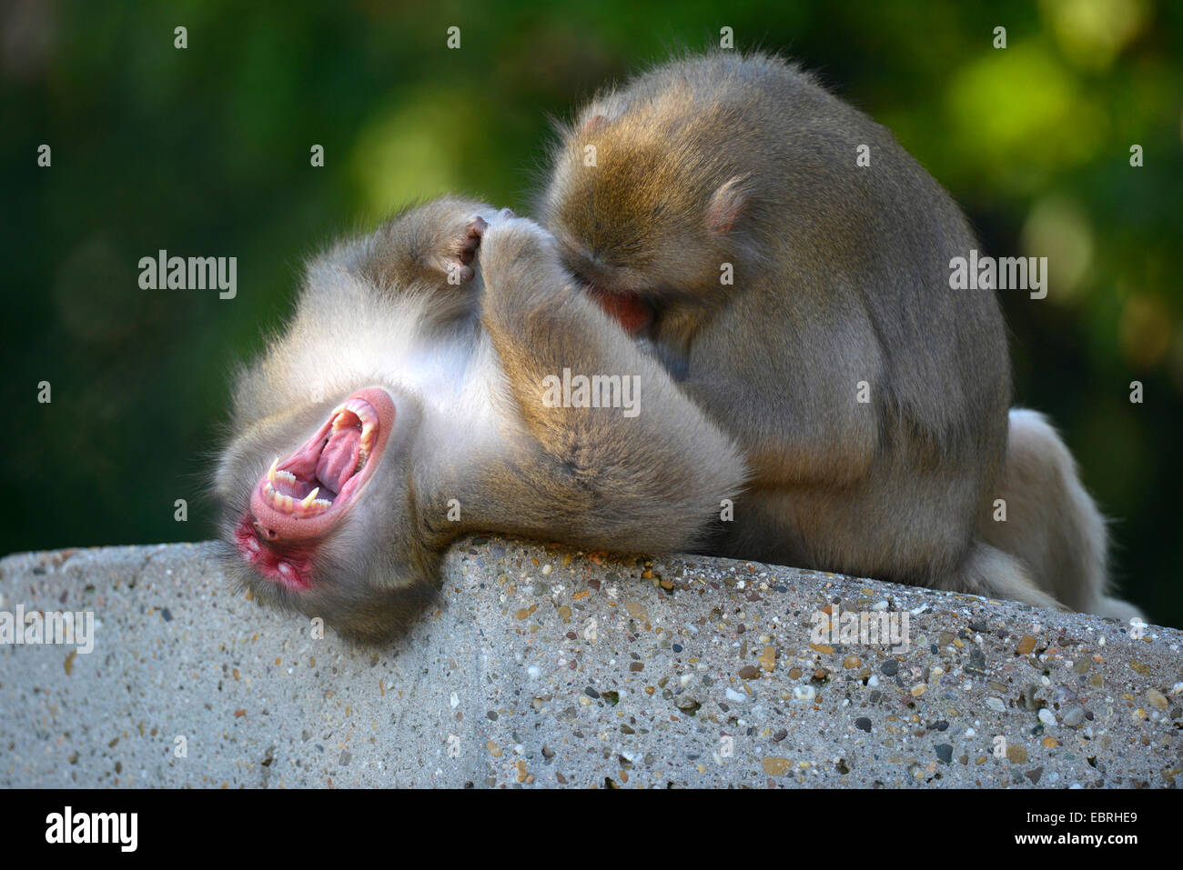 Macaque japonais, snow monkey (Macaca fuscata), jouissant de grooming Banque D'Images