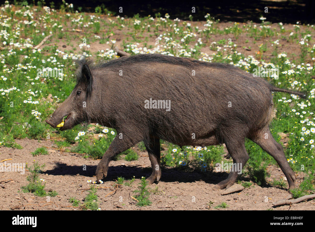 Le sanglier, le porc, le sanglier (Sus scrofa), promenades sur un champ en jachère et alimente une pomme, Allemagne Banque D'Images Le sanglier, le porc, le sanglier (Sus scrofa), promenades sur un champ en jachère et alimente une pomme, Allemagne Banque D'Images