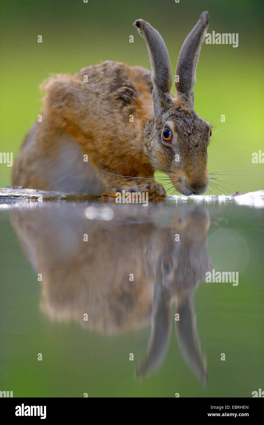 Lièvre européen, lièvre Brun (Lepus europaeus), l'eau potable, la Hongrie Banque D'Images