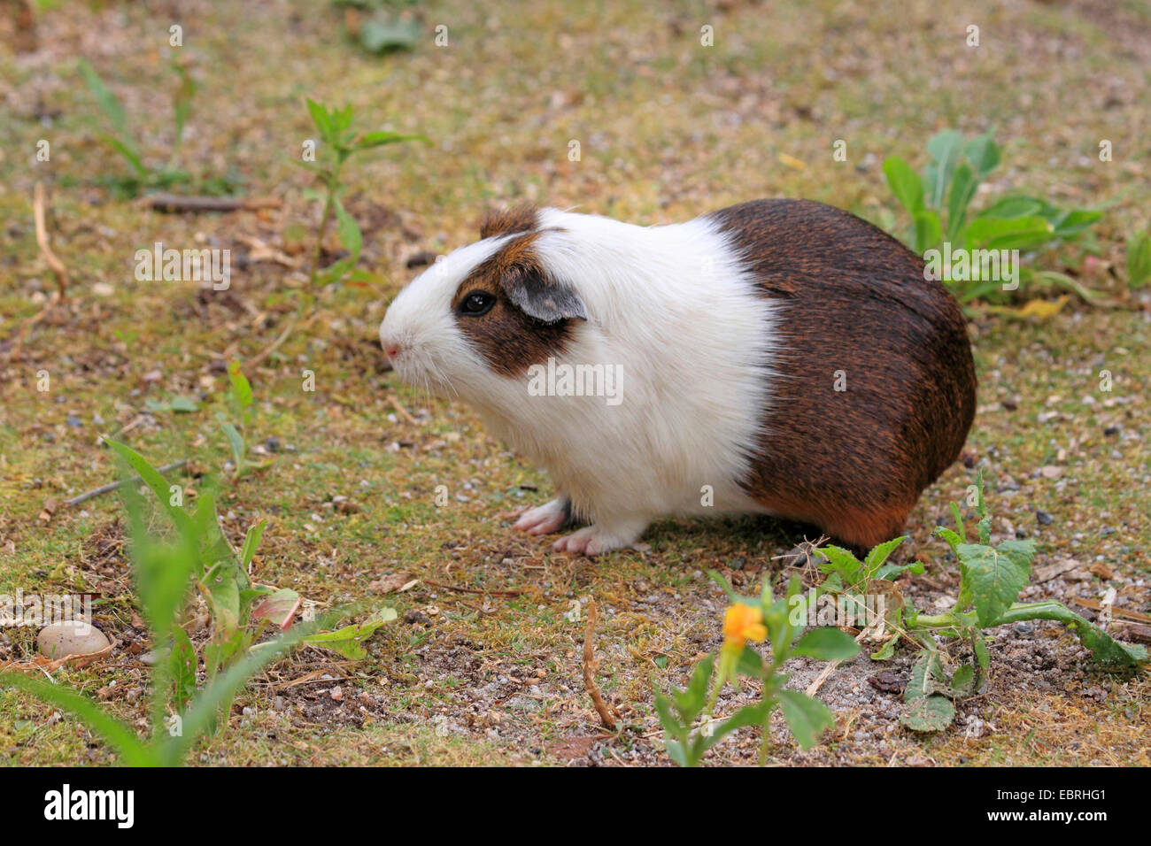 Cobaye domestique (Cavia aperea porcellus. f, Cavia porcellus), dans le jardin Banque D'Images