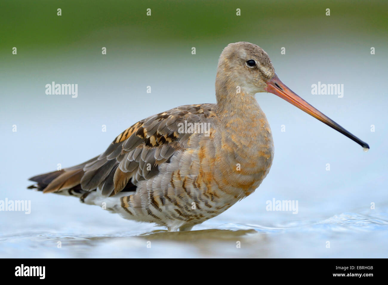 Barge à queue noire (Limosa limosa), homme sur l'alimentation, la Hongrie Banque D'Images