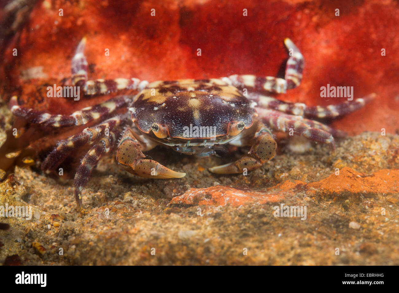 Crabe Japonais, Asiatique, crabe crabe Hemigrapsus sanguineus (Pacifique, Grapsus sanguineus, Heterograpsus maculatus), Allemagne Banque D'Images