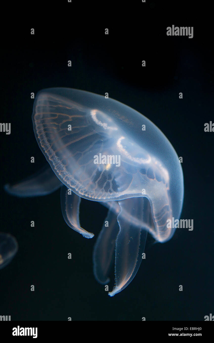 Moon jelly, méduse commune (Aurelia aurita), sous l'eau Banque D'Images