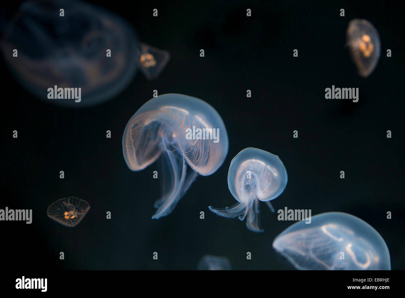 Moon jelly, méduse commune (Aurelia aurita), sous l'eau Banque D'Images