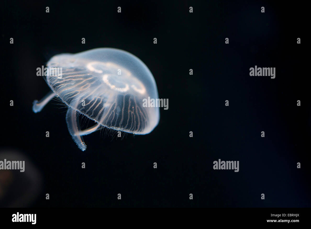 Moon jelly, méduse commune (Aurelia aurita), sous l'eau Banque D'Images