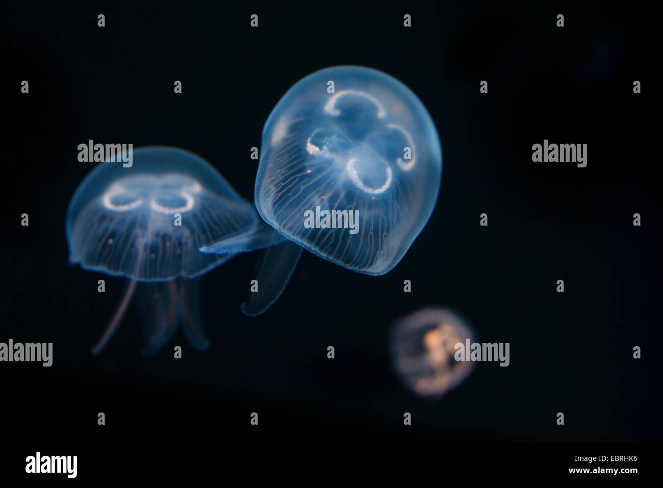 Moon jelly, méduse commune (Aurelia aurita), sous l'eau Banque D'Images