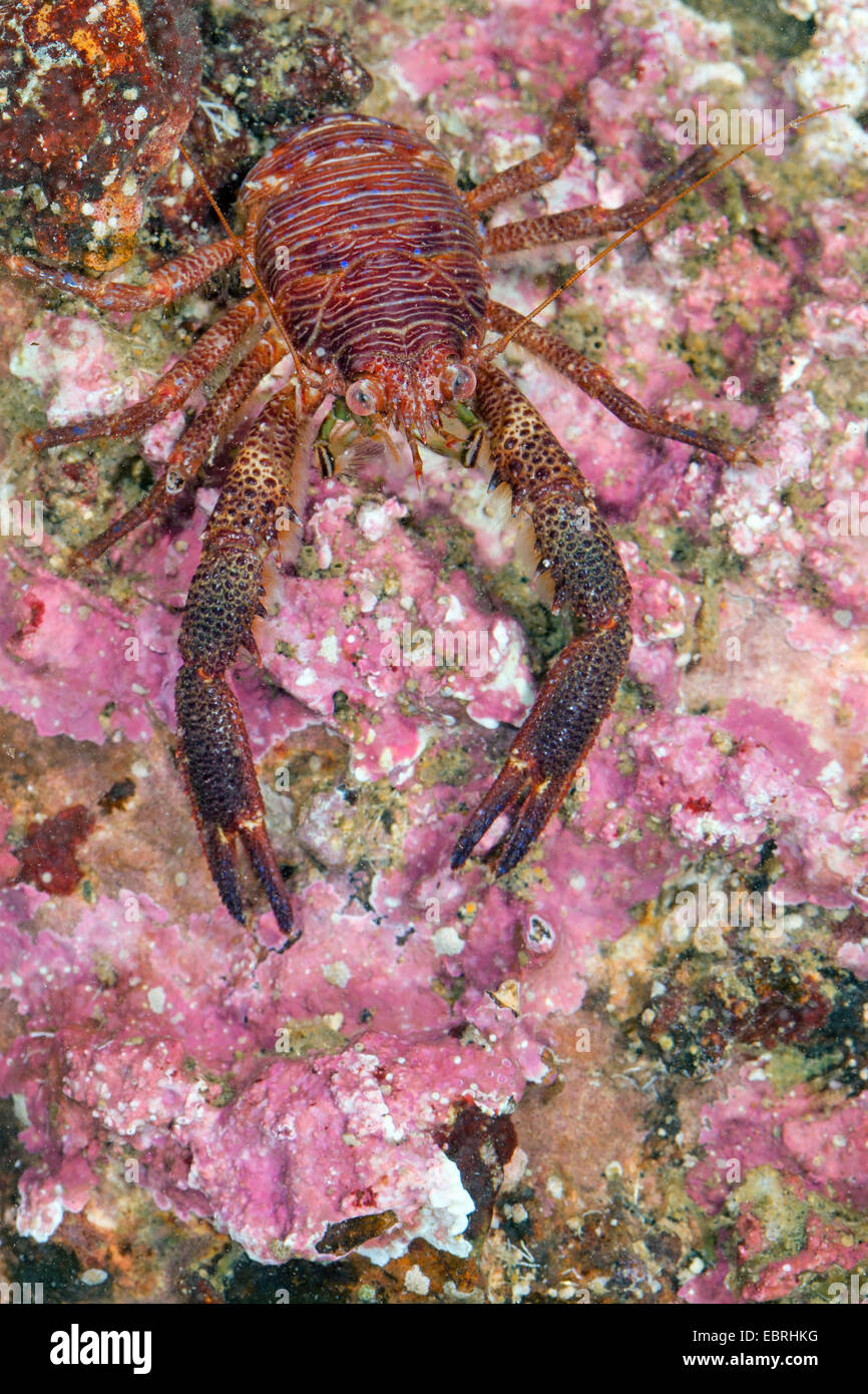 L'accroupissement noir le homard, le homard, l'accroupissement épineuse Montagu's lobster plaqué (squamifera Galathea Galathea Galathea, digitidistans, glabra) Banque D'Images