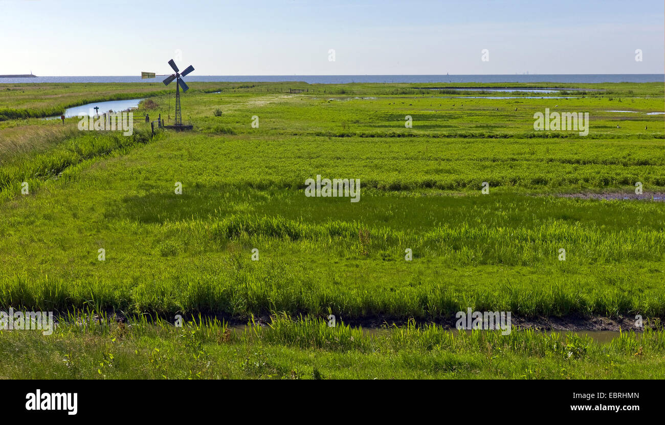 Meadows avec moulin pour la vidange, afin de Markermeer, Pays-Bas, Noord Holland, Enkhuizen Banque D'Images