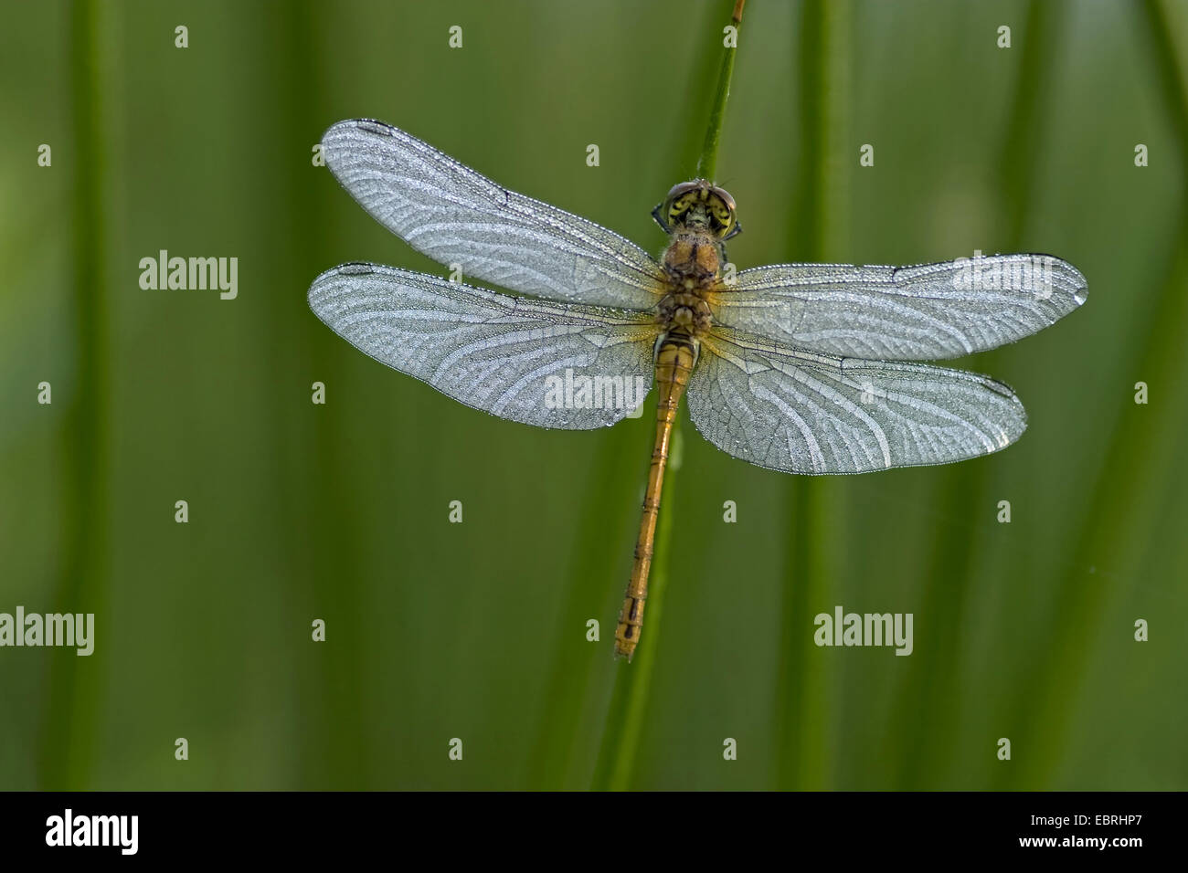 Sympetrum commun, commun vert (Sympetrum striolatum), à un brin d'herbe, vue du dessus, couverte de rosée, Belgique Banque D'Images