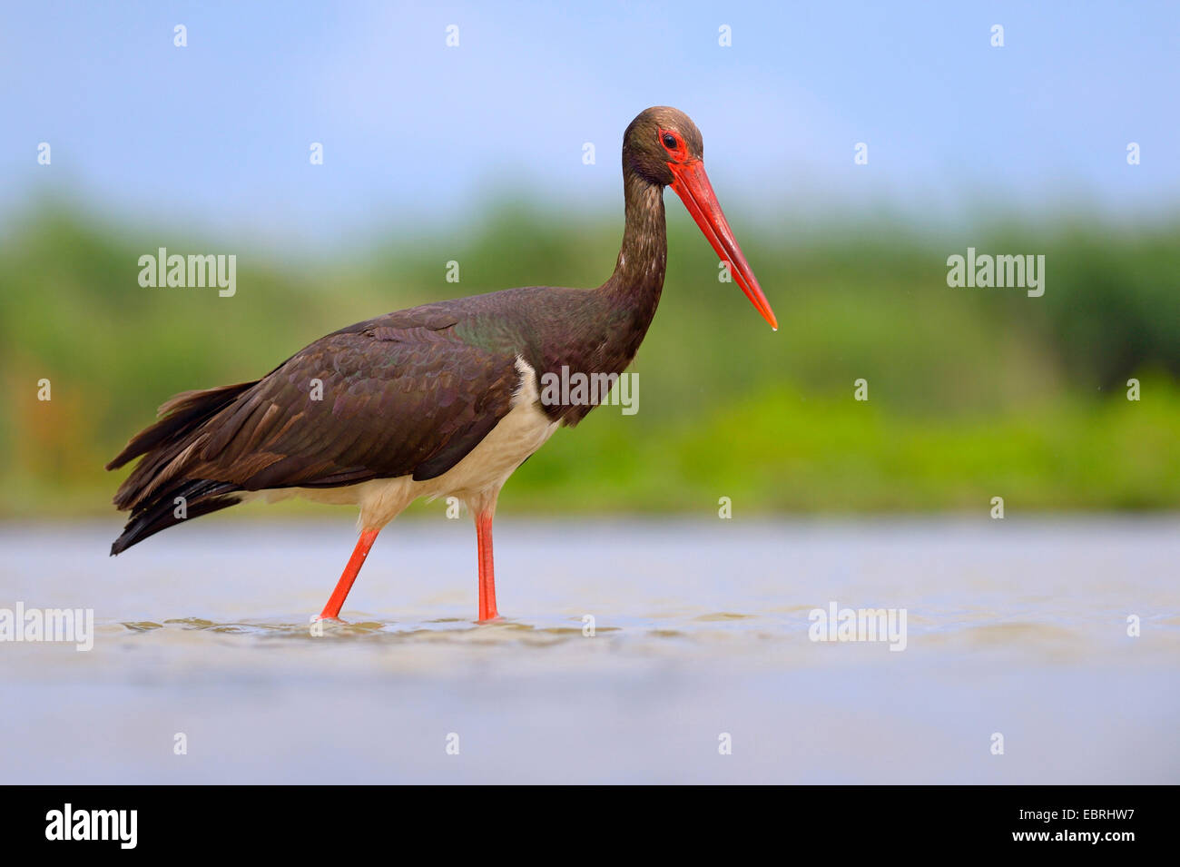 La cigogne noire (Ciconia nigra), des profils sur l'alimentation en eau, Hongrie Banque D'Images