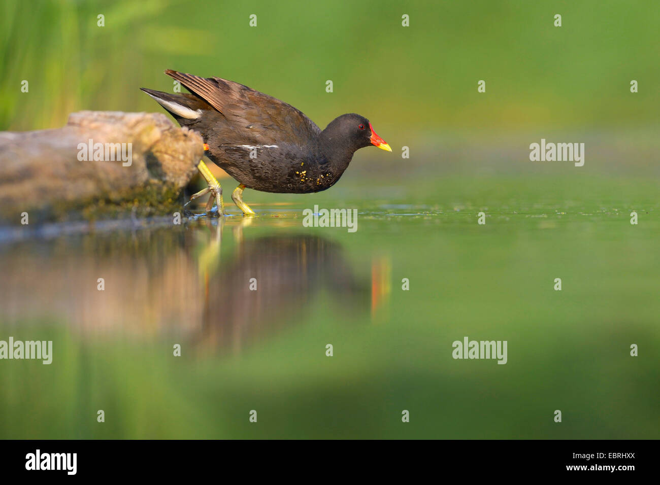 Gallinule poule-d'eau (Gallinula chloropus), pataugeant dans l'eau peu profonde, la Hongrie Banque D'Images