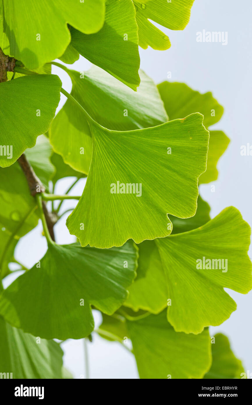 Arbre aux 40 écus, Ginkgo, Arbre de ginkgo, Ginko biloba de ginkgo (arbre), de feuilles sur une branche Banque D'Images