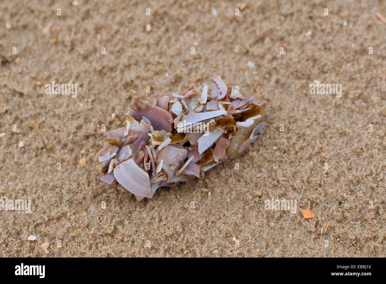 Pellet d'une mouette avec des parties de coquillages et d'escargots Banque D'Images