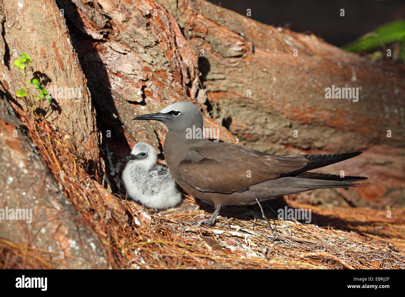 Noddy commun, noddi brun (Anous stolidus), Femme avec chick au nid, les Seychelles, l'Île aux Oiseaux Banque D'Images