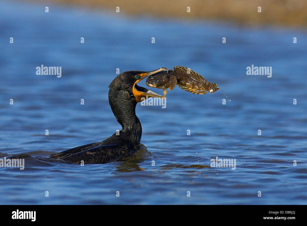 Cormoran à aigrettes (Phalacrocorax auritus), alimente un poisson, USA, Floride, l'île de Sanibel Banque D'Images