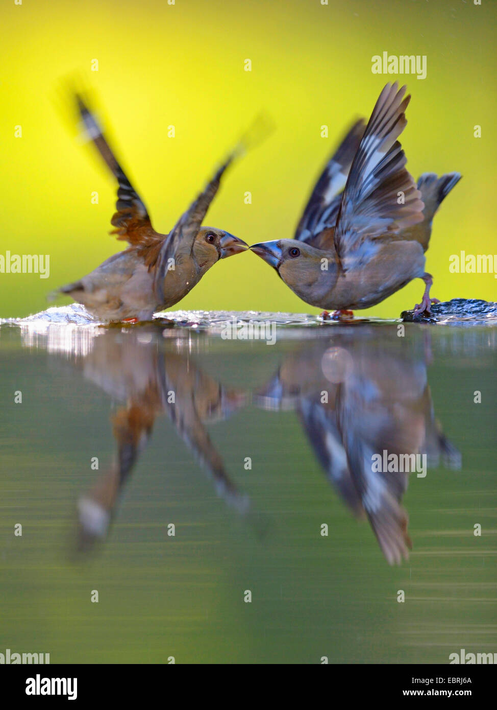 (Coccothraustes coccothraustes hawfinch), jeune mendiant au fourrage à un bain d'oiseaux, Hongrie Banque D'Images