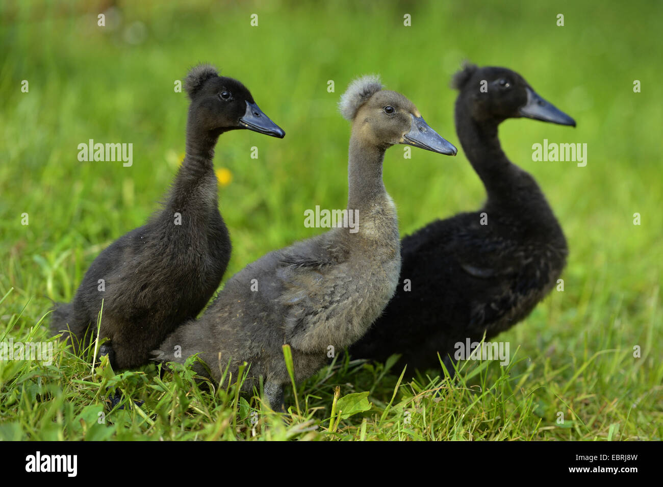 Black runner duck Banque de photographies et d'images à haute résolution -  Alamy