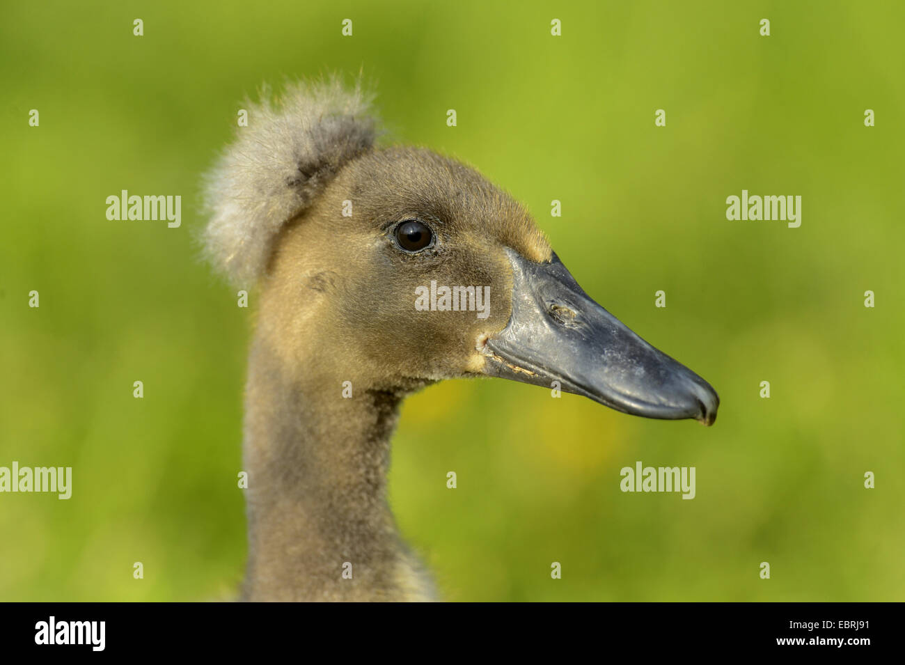 Canard Coureur indien, Indian Runner (Anas platyrhynchos f. domestica), portrait d'un canard poussin dans un pré Banque D'Images