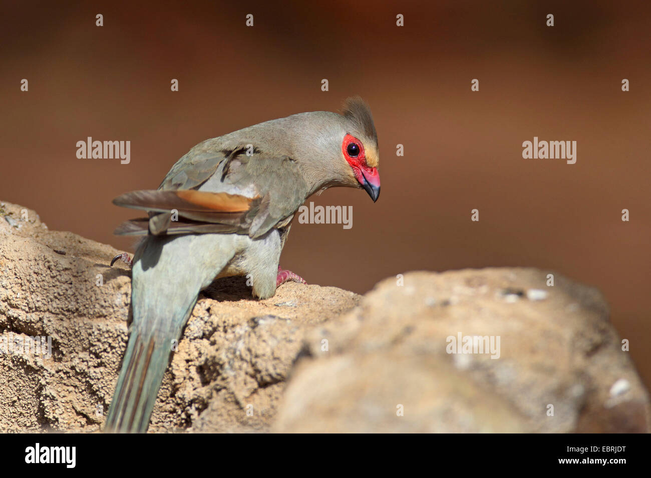 Red-faced mousebird (Urocolius indicus), se dresse sur une pierre, l'Afrique du Sud, Province du Nord Ouest, Barberspan Bird Sanctuary Banque D'Images