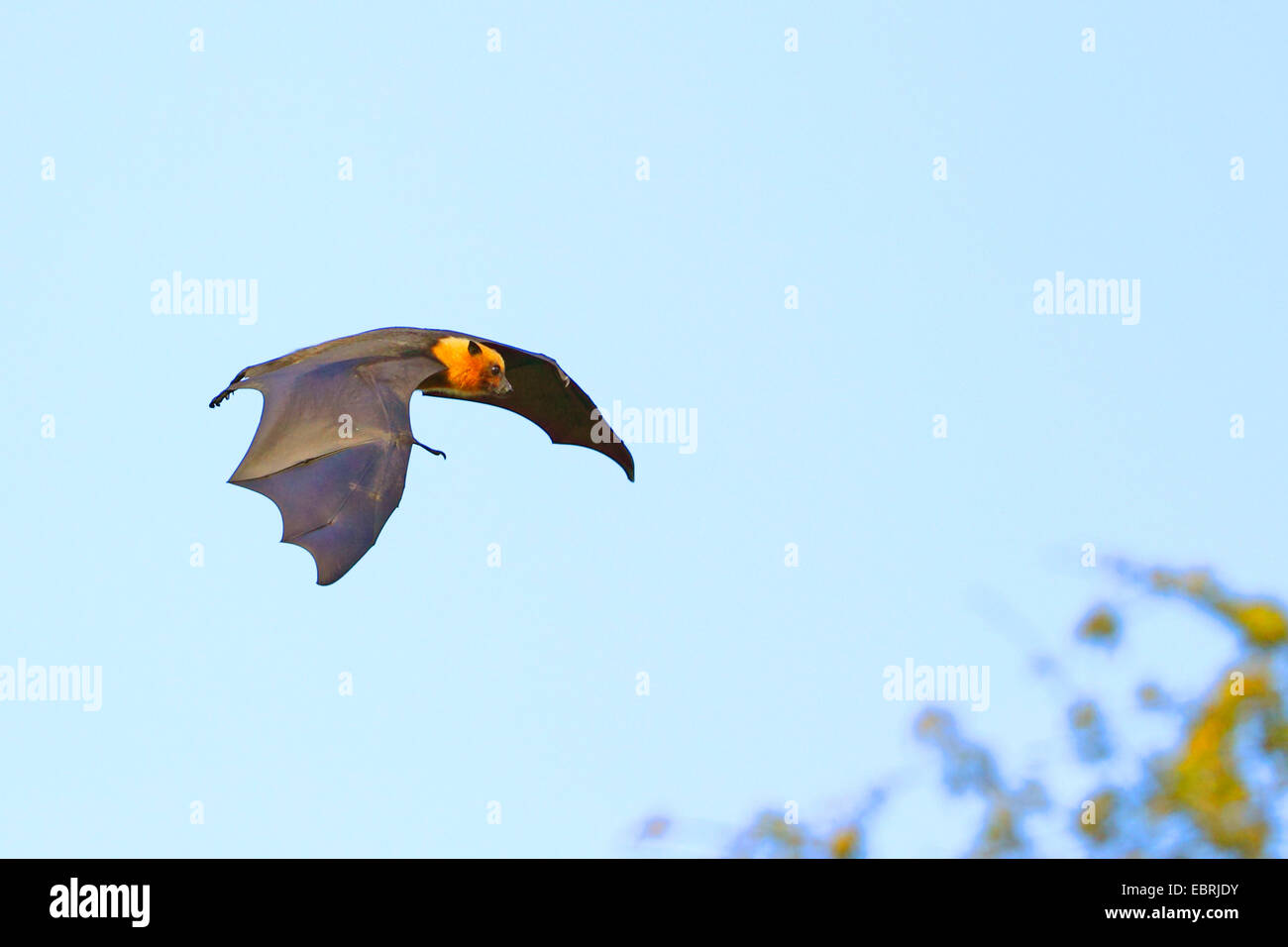 Seychelles, seychelles flying fox (Pteropus seychellensis fruit bat), voler, Seychelles, Mahe Banque D'Images