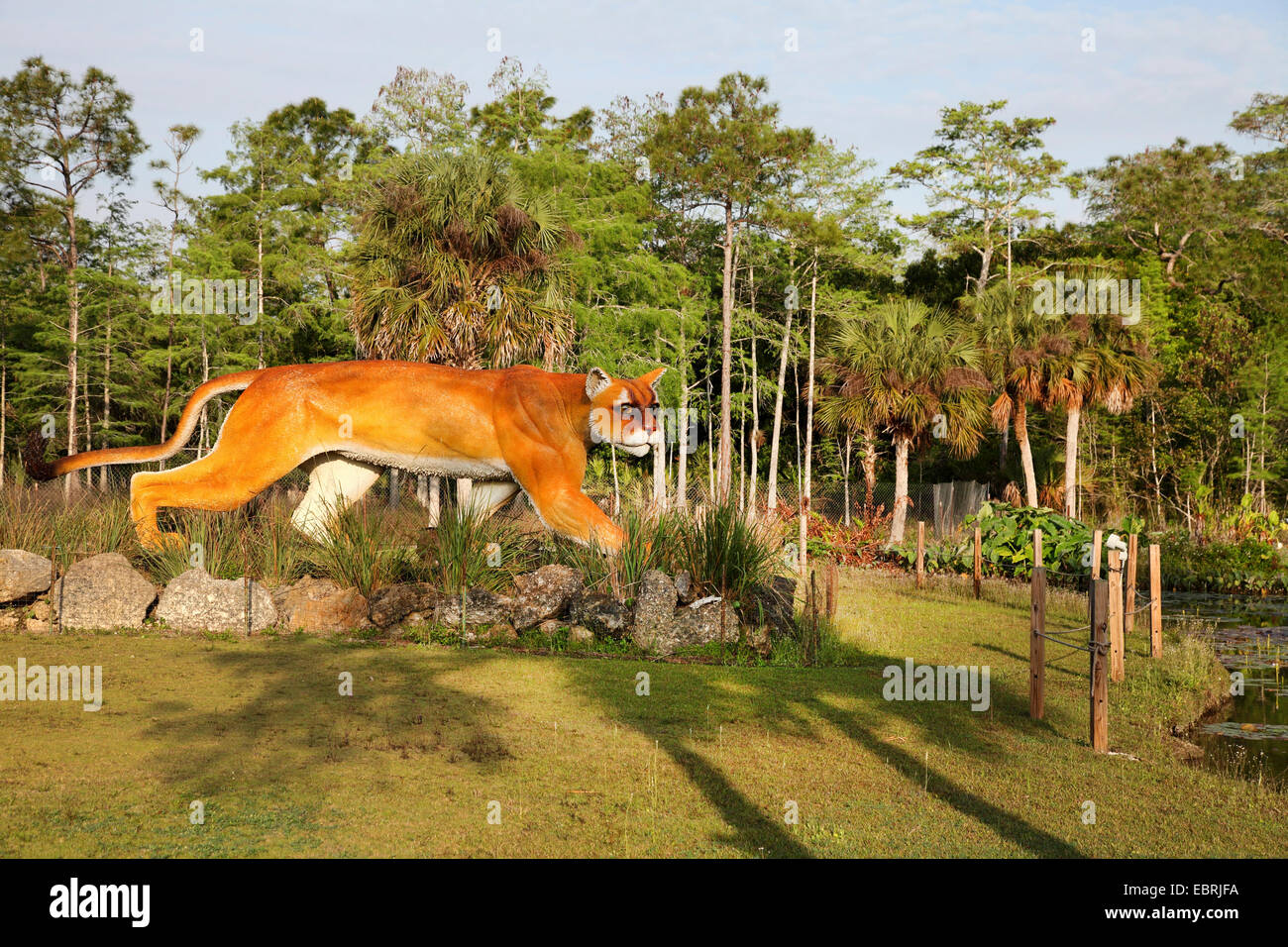 Puma, Mountain lion, le couguar (Puma concolor, Profelis concolor, Felis concolor), Puma monument, USA, Floride, le Parc National des Everglades, Tamiani Trail Banque D'Images