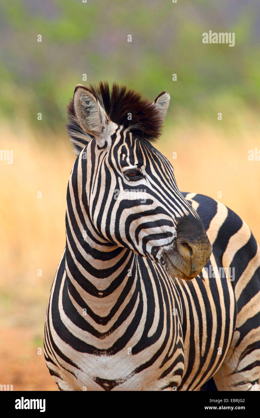 Le zèbre de Burchell, zèbre (Equus zebra commun, quagga burchelli, Equus burchelli), portrait, Afrique du Sud, Province du Nord Ouest, le Parc National de Pilanesberg Banque D'Images