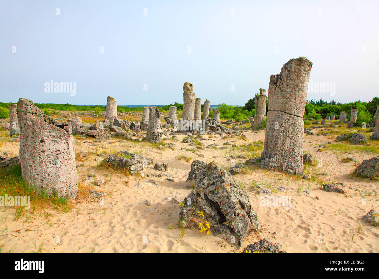 Pobiti Kamani phénomène rock près de Varna, Bulgarie Banque D'Images