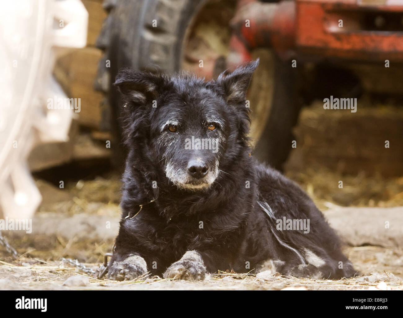 Chien domestique (Canis lupus f. familiaris), vieux chien enchaîné lying in avant d'un tracteur dans une ferme, l'Allemagne, Bade-Wurtemberg Banque D'Images