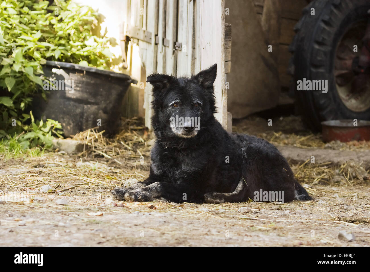 Chien domestique (Canis lupus f. familiaris), vieux chien enchaîné allongé sur une ferme, l'Allemagne, Bade-Wurtemberg Banque D'Images