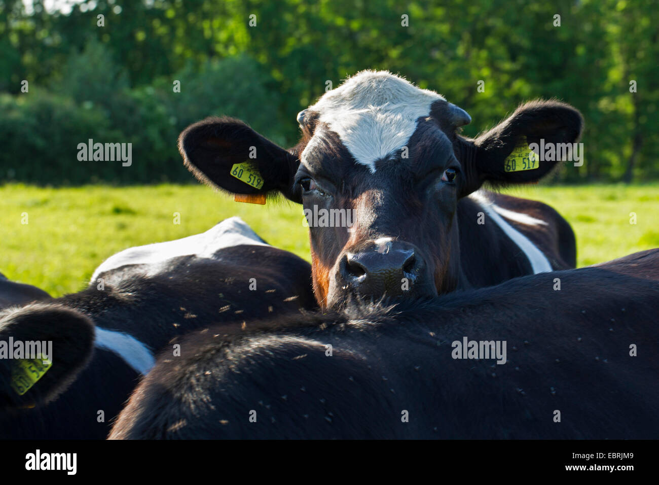 Noir et blanc allemand lowland bovins (Bos primigenius f. taurus), portrait d'un jeune allemand pied noir sur un pâturage, Allemagne, Schleswig-Holstein Banque D'Images