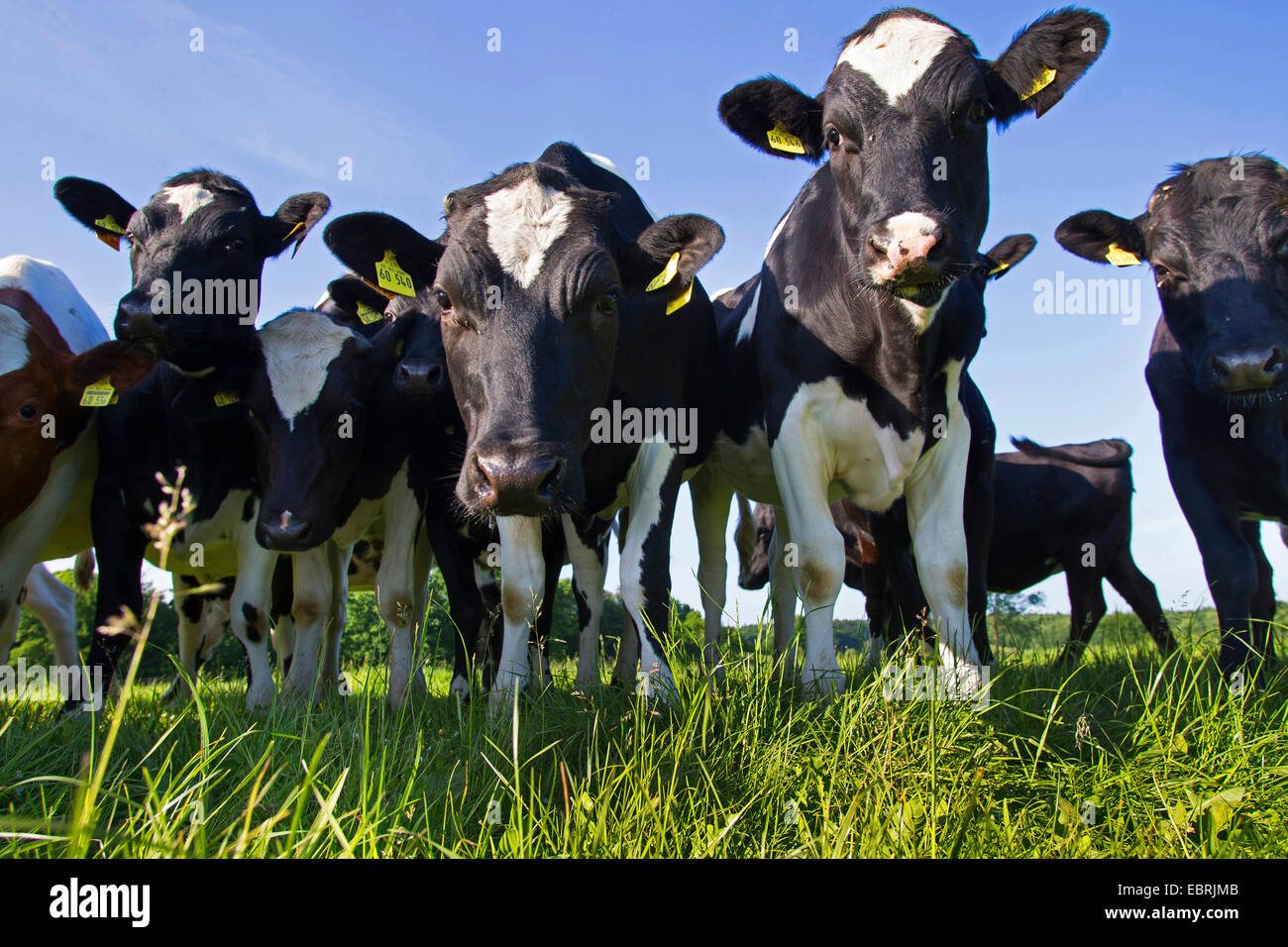 Noir et blanc allemand lowland bovins (Bos primigenius f. taurus), jeune allemand pieds noirs sur un pâturage, Allemagne, Schleswig-Holstein Banque D'Images