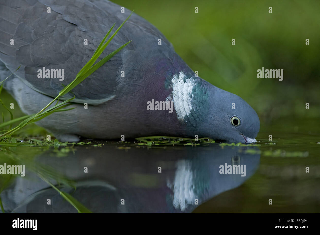 Pigeon ramier (Columba palumbus), boire de l'étang de jardin, Belgique Banque D'Images