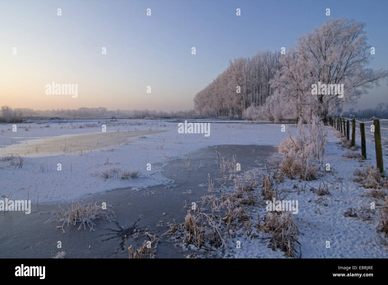 Vallée de l'Escaut, paysage d'hiver, Belgique, Flandre, Zingem Banque D'Images