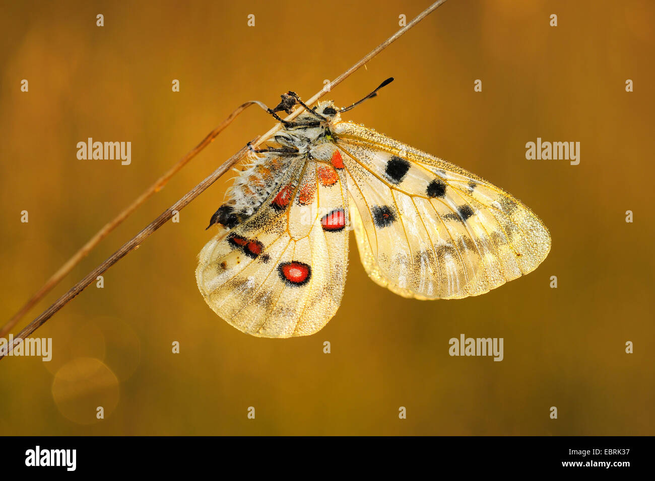 Apollon (Parnassius apollo), à une herbe pousse, Allemagne Banque D'Images