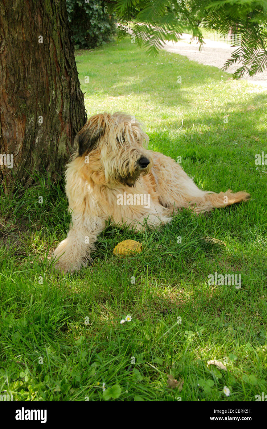 Sheeppoodle, Schafpudel allemand (Canis lupus f. familiaris), couchée dans un pré, Allemagne Banque D'Images