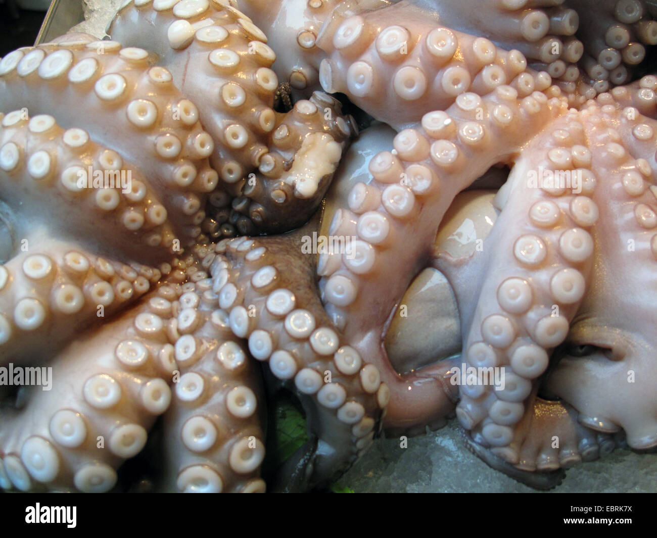 Poulpe commun, Octopus, Atlantique commun européen commun poulpe (Octopus vulgaris), frais pêché et frappé légèrement sur la glace Banque D'Images