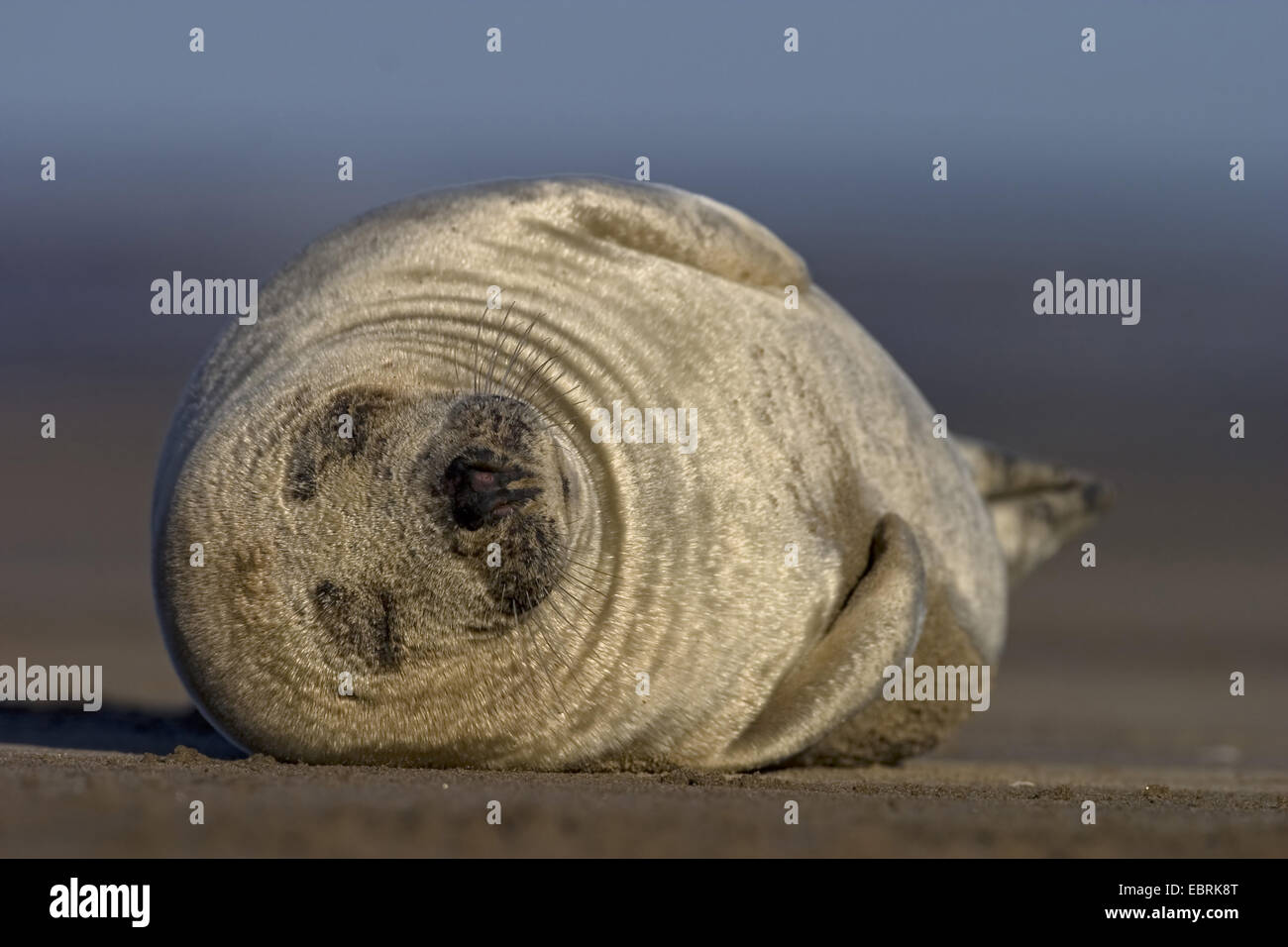 Le phoque, phoque commun (Phoca vitulina), allongé sur la plage et à dormir, position latérale, Royaume-Uni Banque D'Images