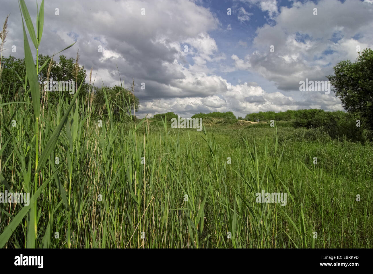 Les zones humides dans les dunes, la France, les dunes du perroquet, Bray-Dunes Banque D'Images