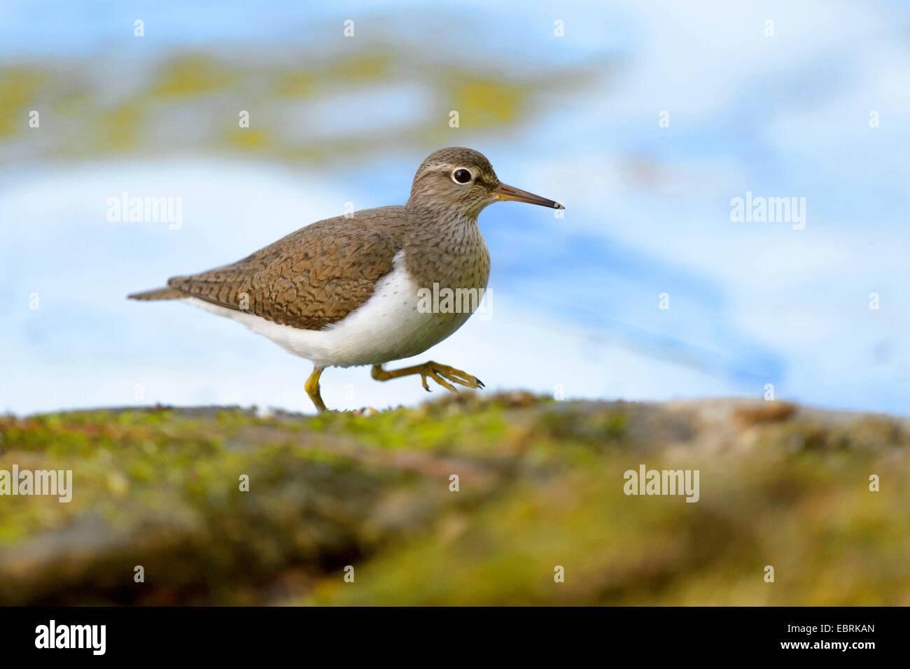 Chevalier grivelé commun (Tringa albifrons, Tringa solitaria), sur l'alimentation, de l'Allemagne Banque D'Images