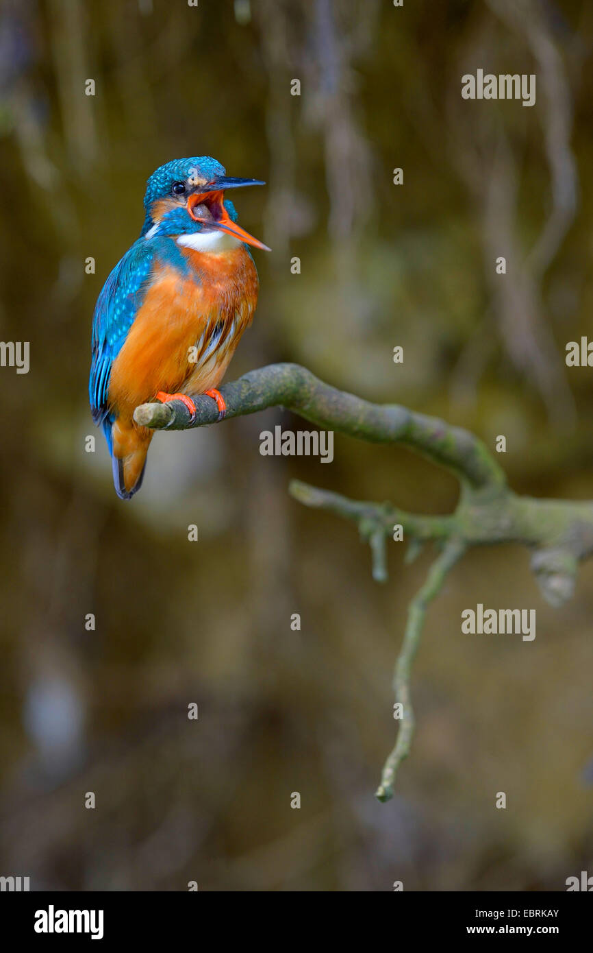 River Kingfisher (Alcedo atthis), homme espionnant un pellet, Allemagne Banque D'Images