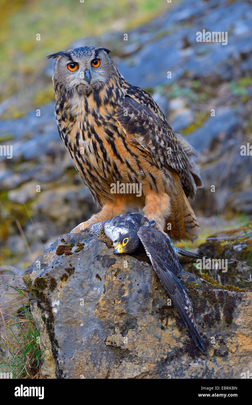 Le nord du grand-duc (Bubo bubo), afult avec femelle Faucon pèlerin comme proies, Bad Wuennenberg Banque D'Images