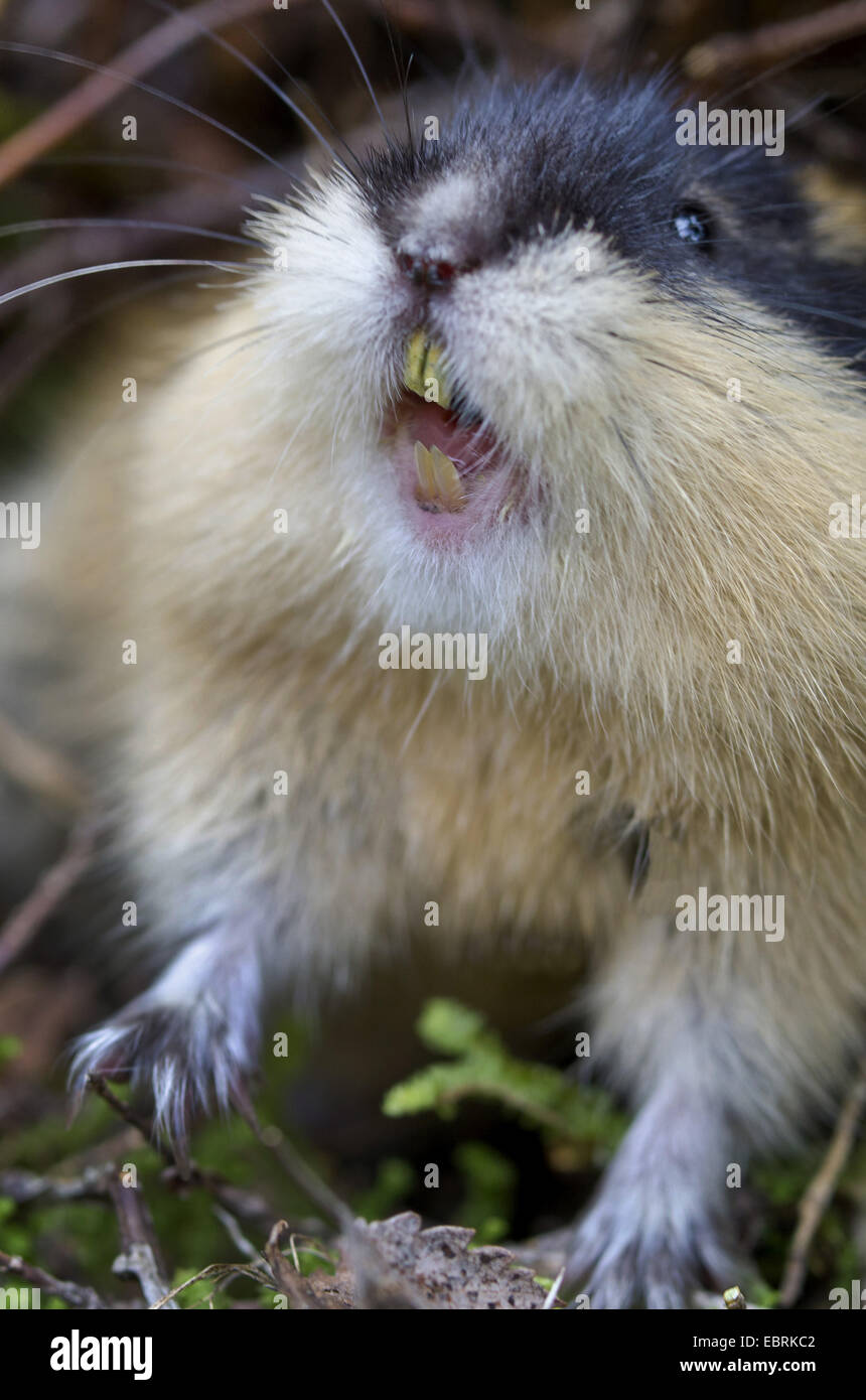 La Norvège (lemming Lemmus lemmus), portrait, grondant, la Suède, l'Haerjedalen, Rogen Naturreservat Banque D'Images