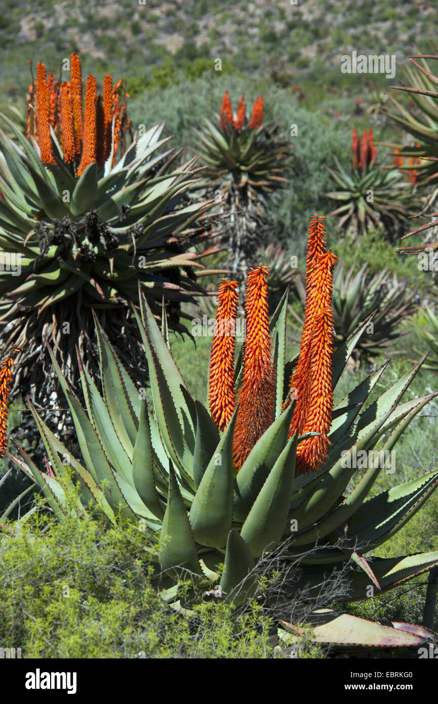 L'aloès du Cap, l'Amer, L'Aloès Aloès rouge, appuyez sur l'Aloès (Aloe ferox), blooming, Afrique du Sud, Western Cape, Kleine Karoo Banque D'Images