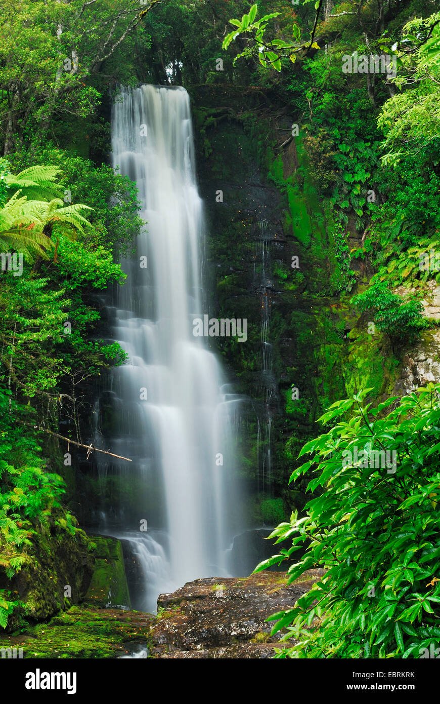 Mac Lean Falls, Nouvelle-Zélande, Sud de l'Île, Otago, Parc Forestier de Catlins Banque D'Images