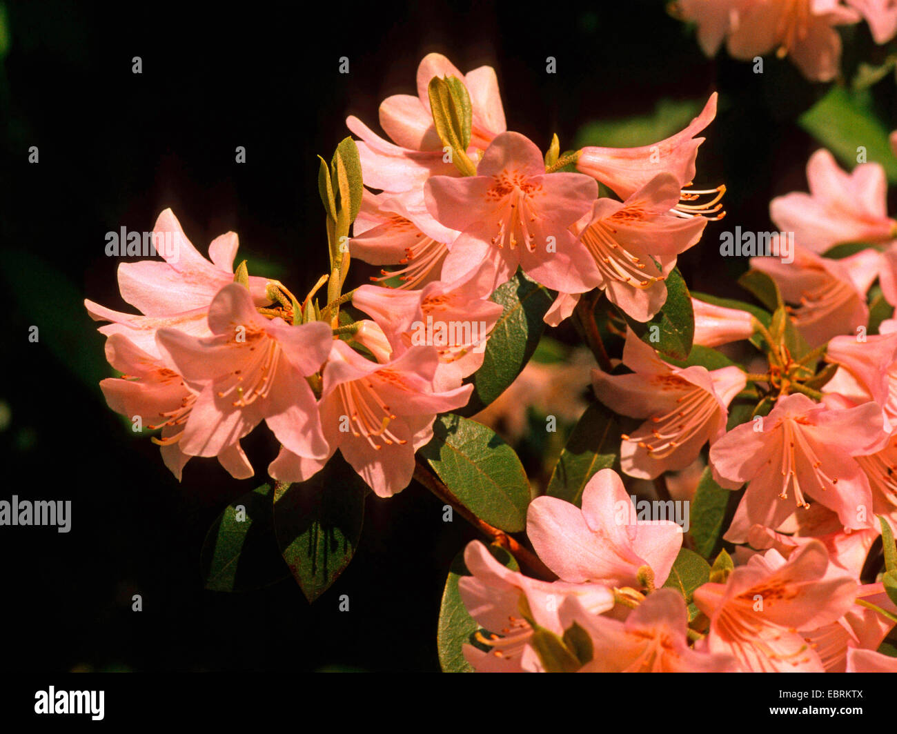 Originaire de roses des Alpes (Rhododendron yunnanense Rhododendron, aechmophyllum), forme sauvage, blooming Banque D'Images