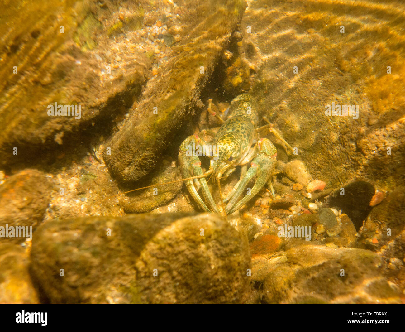 Les écrevisses peint créole (cf. Orconectes palmeri creolanus), sur la rivière, sol, USA, New York, Abrams creek Banque D'Images