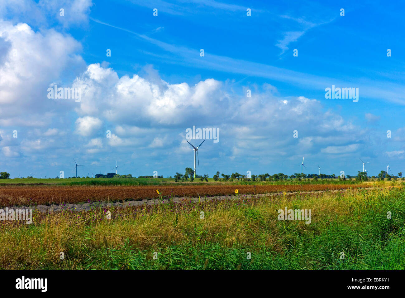 Champ de pommes de terre avec des tournesols et de turbines éoliennes, l'ALLEMAGNE, Basse-Saxe, Frise Orientale, Carolinensiel Banque D'Images